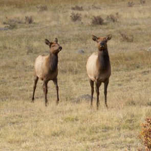 Montana considers extending cow elk season in more hunting districts