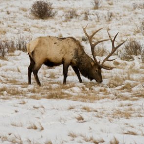 It's a clean bill of health for elk in the Tendoy and Bangtail mountains