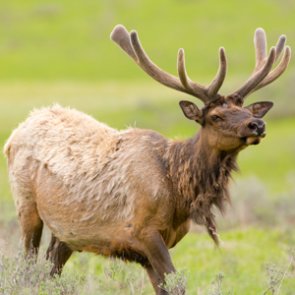 Northeast Montana elk forecast