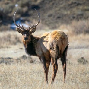 Montana moves forward with changes to elk management