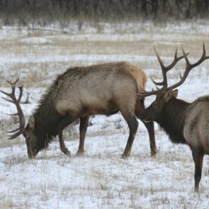 Should Montana continue with its shoulder season?
