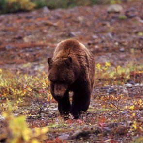Montana moves forward with grizzly bear management plan for Northern Continental Divide Ecosystem
