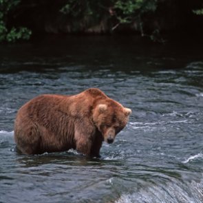 Public meetings held to discuss delisting Montana’s largest grizzly bear population