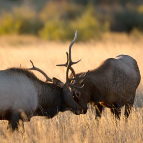 Montana changes outfitter hunting license allocation and preference point system
