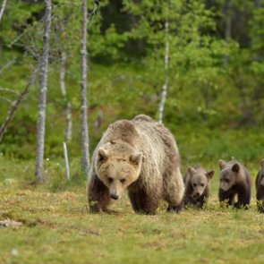 Montana publishes annual predator management reports for Region 1