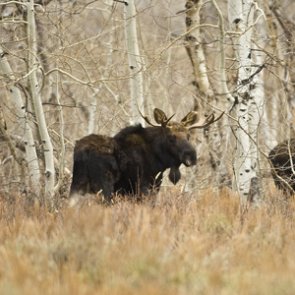 Moose in Nevada