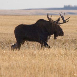 Moose move into New Mexico?