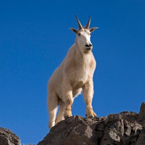 Goat fight in Utah heats up