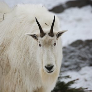 29 mountain goats remain in Teton Range