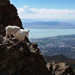 What’s happening to Utah mountain goats?