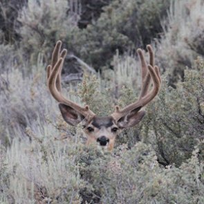 How to find your buck in a drought year