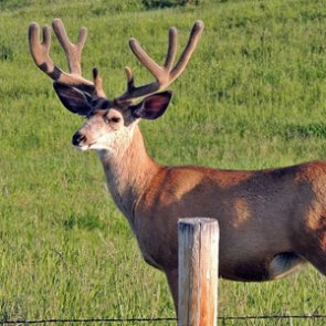 Growing concern over Wyoming’s mule deer