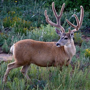 Utah starts 'trial hunting' program