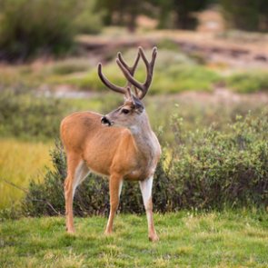 BLM removes three parcels from oil and gas lease sales in Red Desert to Hoback mule deer corridor
