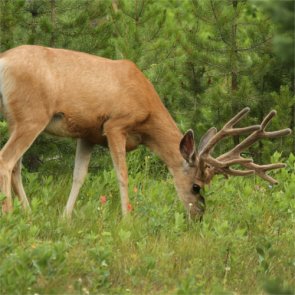 Wyoming Rock Springs mule deer collared