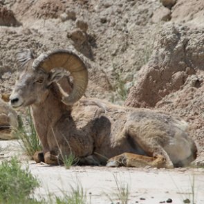 NDOW to haul 55,000 gallons of water to help desert bighorn sheep