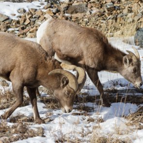 Nebraska bighorn sheep collared for disease monitoring