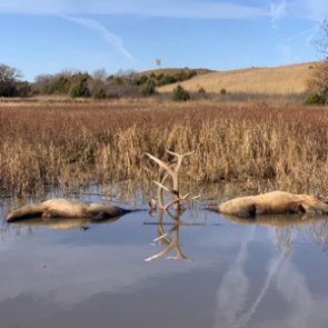 Fighting bull elk drown in Nebraska pond