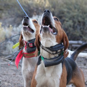 Nevada petition aims to ban the use of hounds for hunting bears