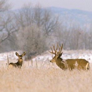 Nevada mule deer begin spring migration