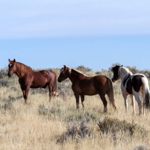 Lawsuit hopes to halt Nevada wild horse removal