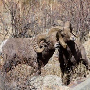 New Mexico removes bighorn sheep from Rio Grande Gorge herd