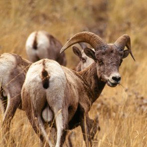 New Mexico closes national forests to protect bighorn sheep