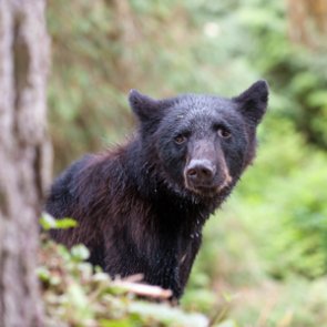 New Yorkers harvest over 1,700 black bears in 2020