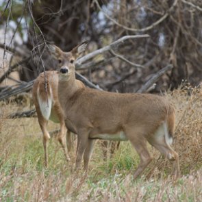 License sales surge in New York for regular deer season
