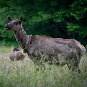Elk return to North Carolina