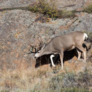 Tennessee man questioned after posing as North Dakota hunting guide