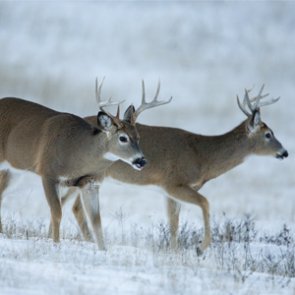 North Dakota man charged with multiple hunting violations