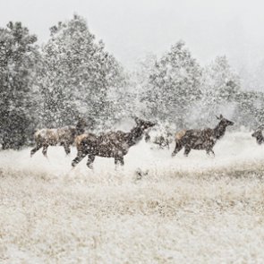 Ban on oil and gas development could hurt Wyoming wildlife