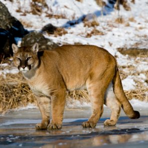 Oklahoma lawmaker proposes mountain lion season