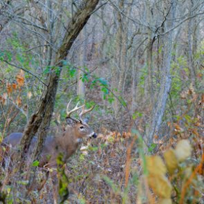 Oklahoma woman brags about poaching deer on dating app