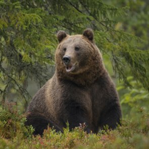 Oldest known Yellowstone grizzly bear found