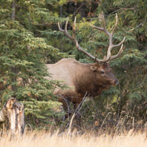 Oregon revises 2019 hunting regulations