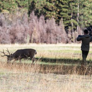 Oregon city considers deer cull
