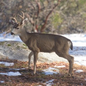 Oregon unveils statewide anti-poaching campaign