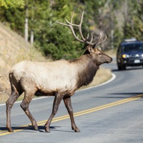Oregonians: stock your freezer with roadkill