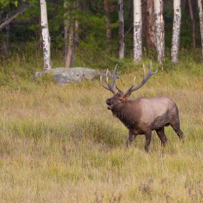 Oregon offers new incentive to catch poachers