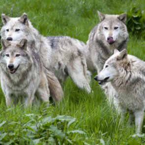 Oregon authorizes lethal removal of four Harl Butte wolves