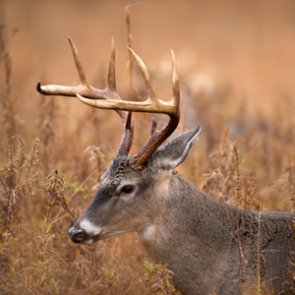 Pennsylvania celebrates successful deer season