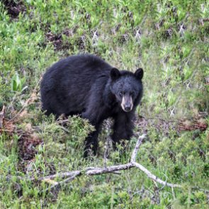 Nevada charges three with poaching black bear in Pinenut Mountains