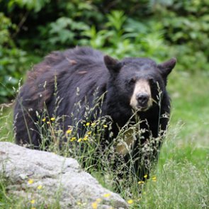 New bear bait registration in Wyoming has been delayed due to COVID-19