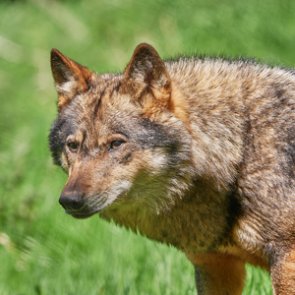 New proposal would allow red wolves to be hunted outside of Wildlife Refuge