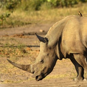 Texas man trains dogs to track African rhino poachers