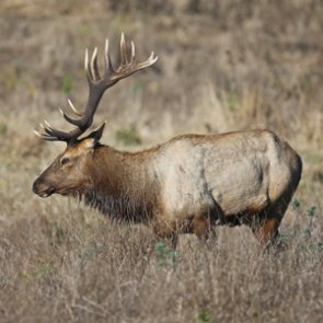 Regulation change could refund hunters for lost hunts