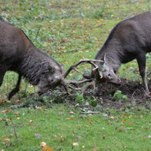 Sika deer in New York?