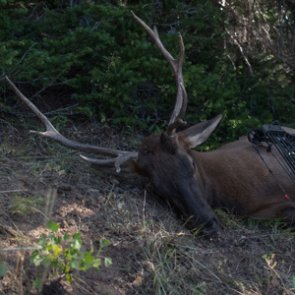 Sitting tight for bucks and bulls